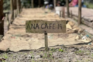 Meksyk Teocelo Finca SantOli Natural